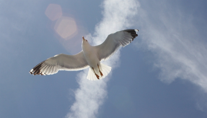 Foto Alam burung sayap awan