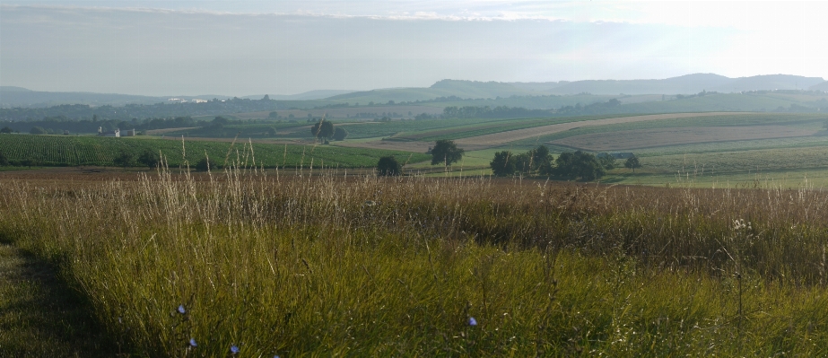 Landscape grass horizon marsh Photo