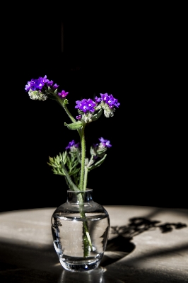 Plant flower purple glass Photo