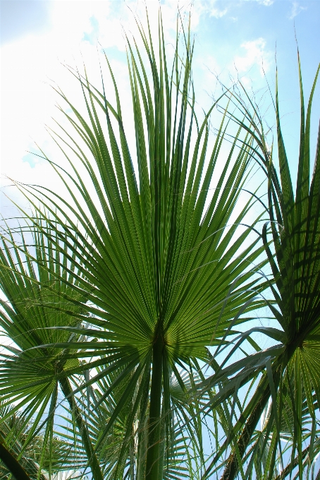 Tree grass plant sky