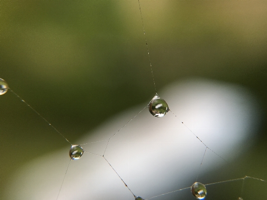 Water nature drop dew Photo