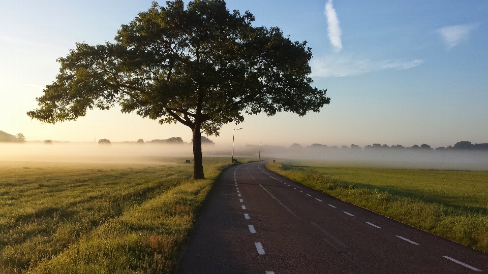 Landschaft baum horizont nebel