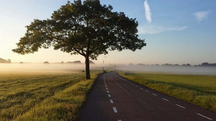 Landscape tree horizon fog Photo