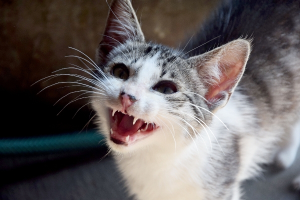 Foto Peliharaan anak kucing mamalia