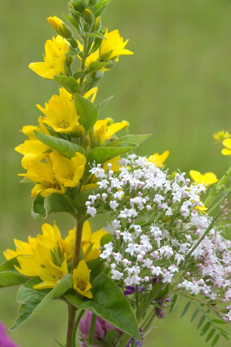 Nature blossom plant white