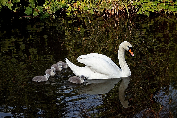 水 自然 鳥 羽 写真