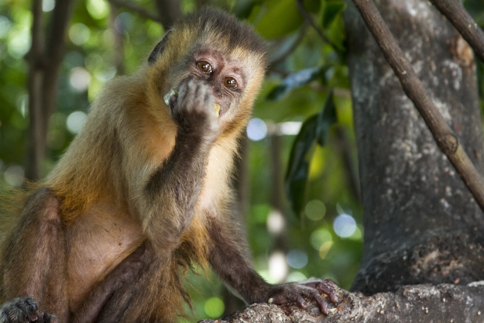 Natura foresta animale animali selvatici