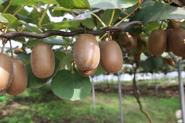 Tree plant fruit flower Photo