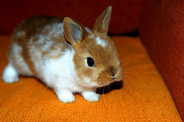 Foto Casa animale mammifero fauna