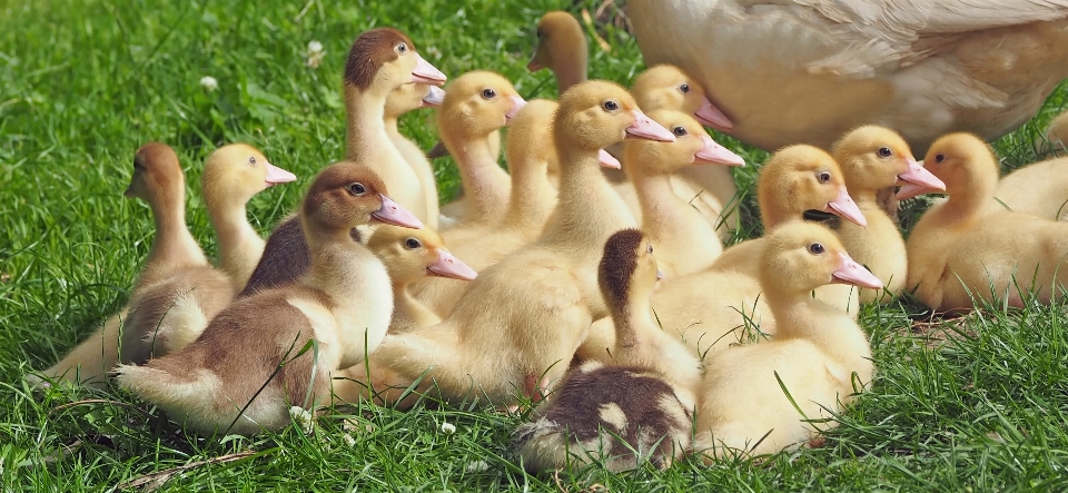 Doğa kuş hayvan yaban hayatı