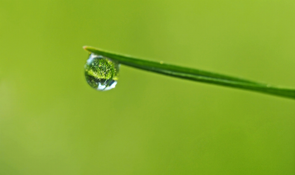 Nature goutte rosée usine