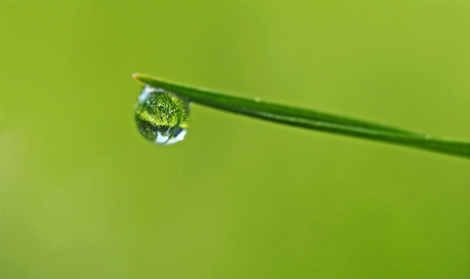 Foto Natura gocciolare rugiada pianta