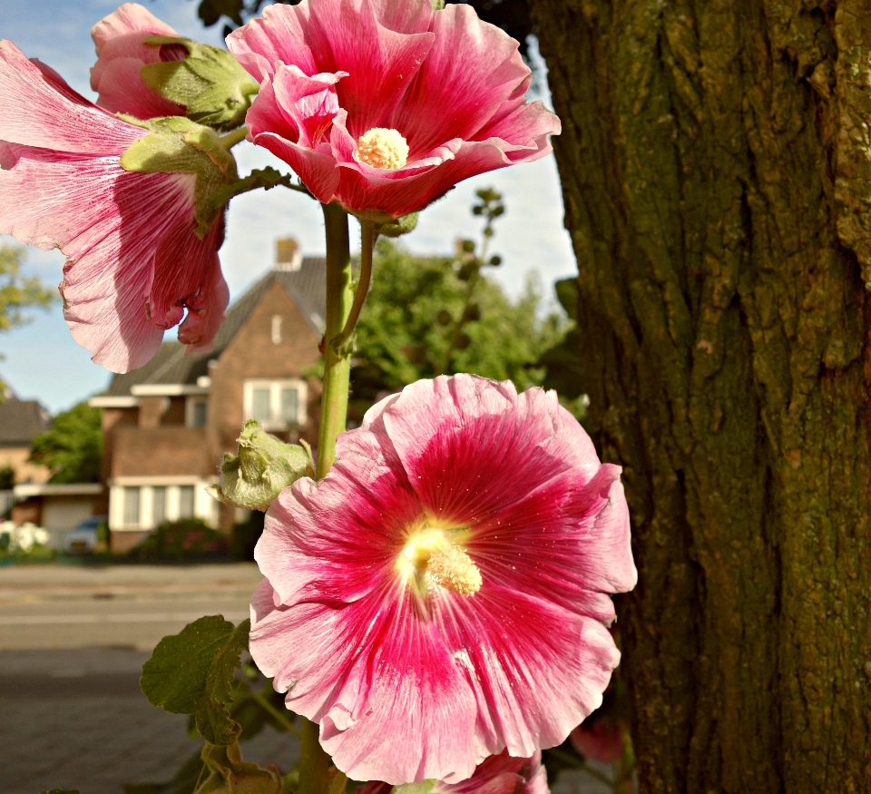 Baum blüte anlage blume