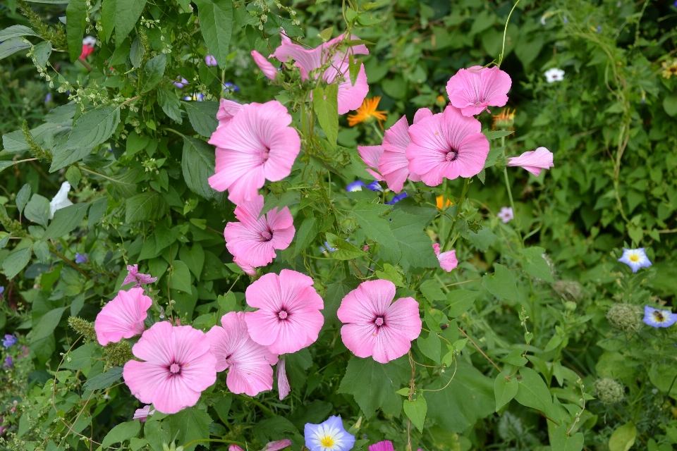 Anlage blume blütenblatt sommer