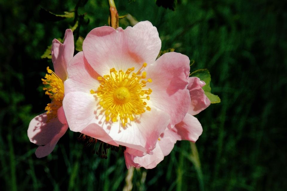 Natur blüte anlage blume