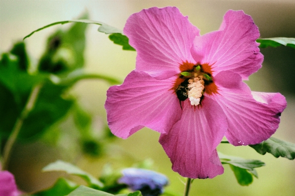 Blossom plant photography flower Photo