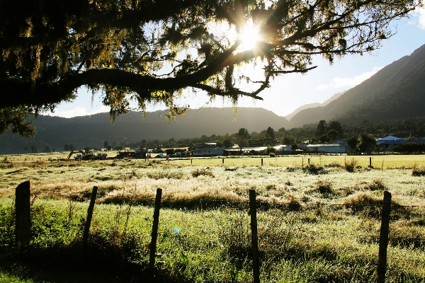 風景 木 自然 草 写真