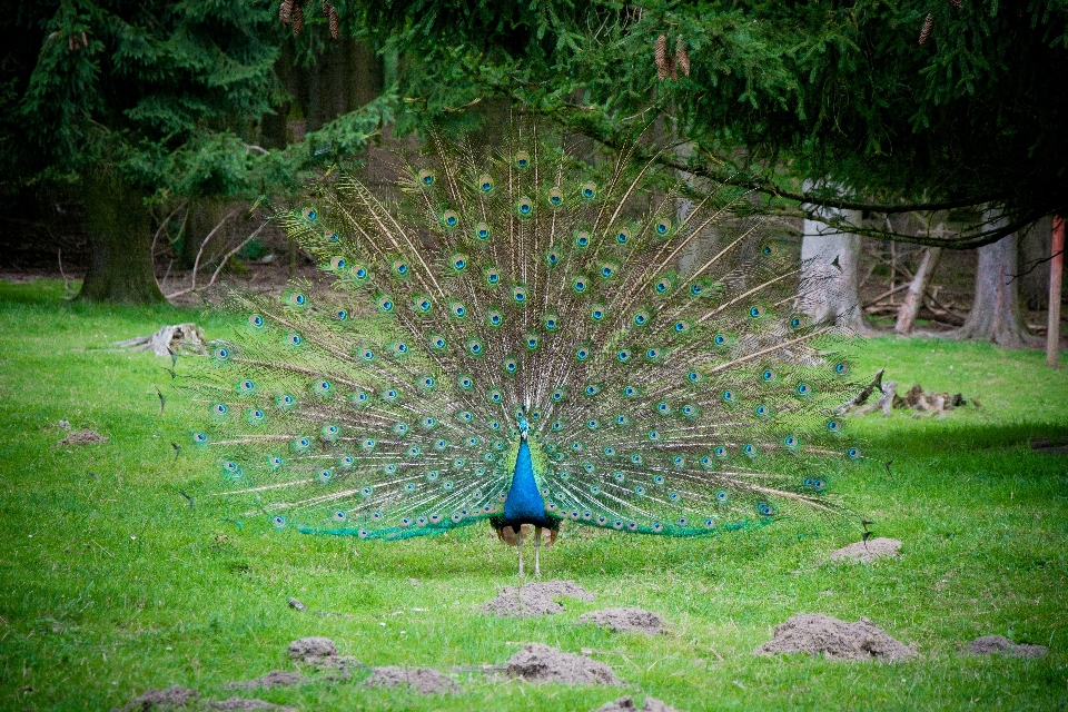 Natur vogel rad tier