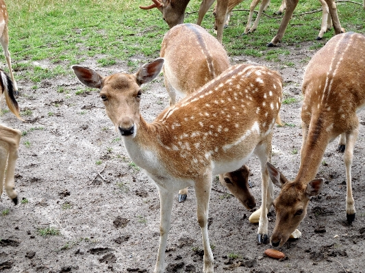 Nature forest animal cute Photo