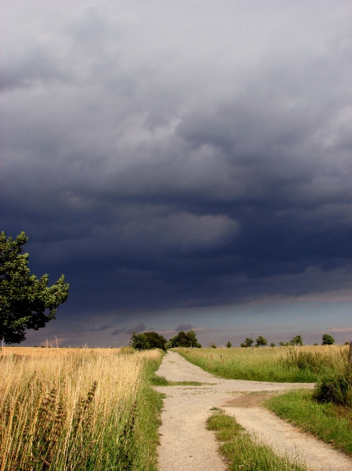 Landschaft baum natur gras