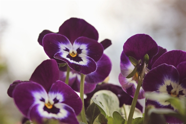 Nature plant flower purple Photo