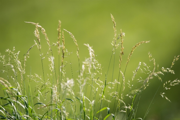 Water nature grass branch Photo