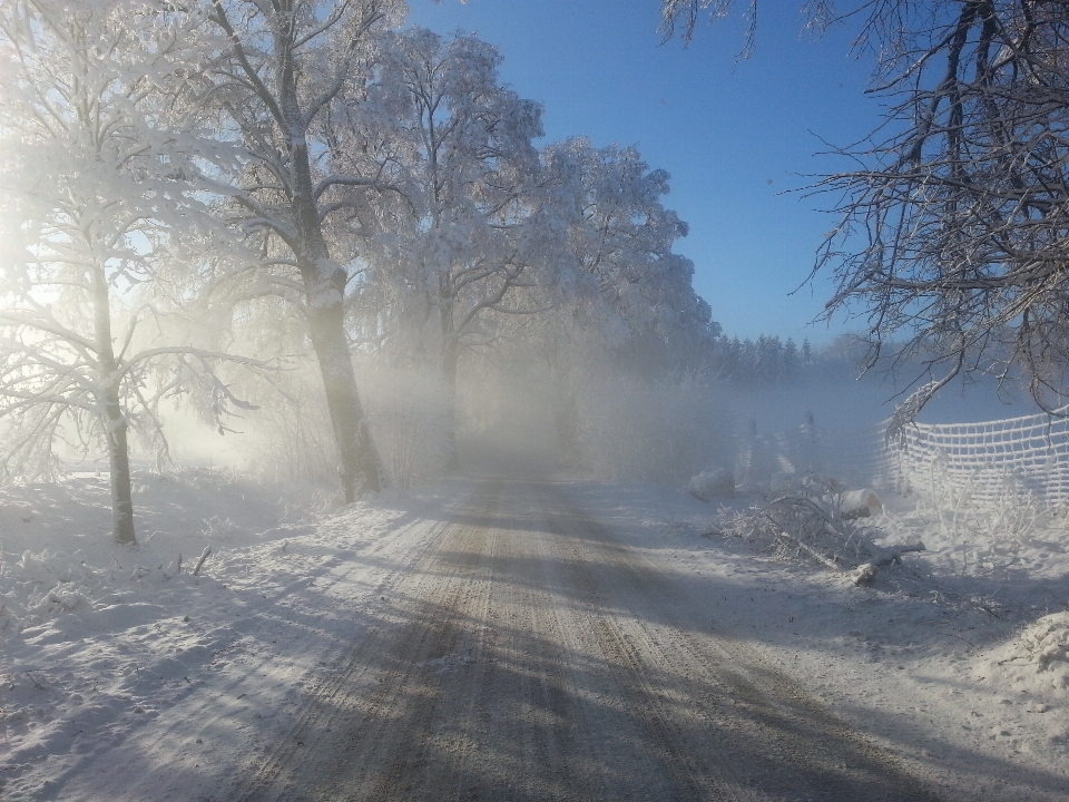 пейзаж дерево лес снег