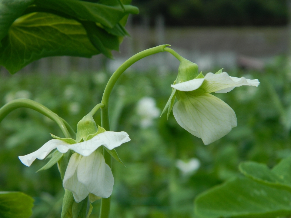 Lanskap rumput tanaman bidang