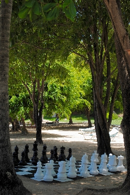 Beach tree game play Photo