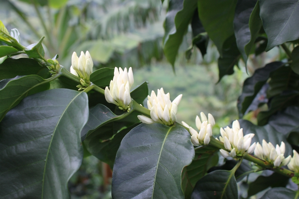 árbol florecer café planta