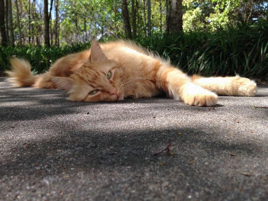 Photo Animal de compagnie orange duveteux se détendre