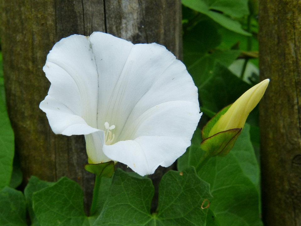 Nature blossom fence plant