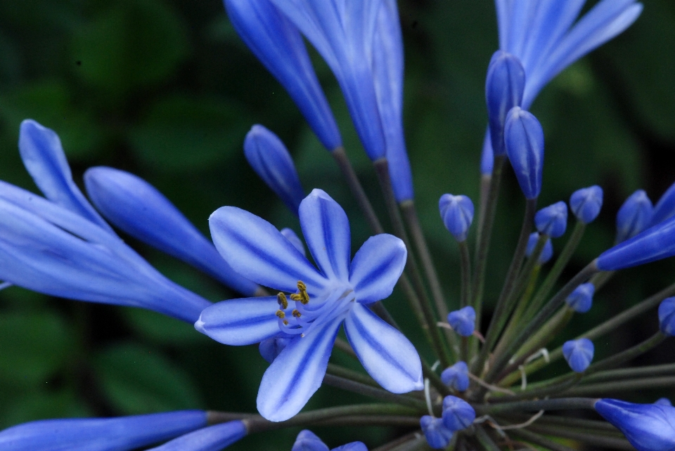 Natur blüte anlage weiss