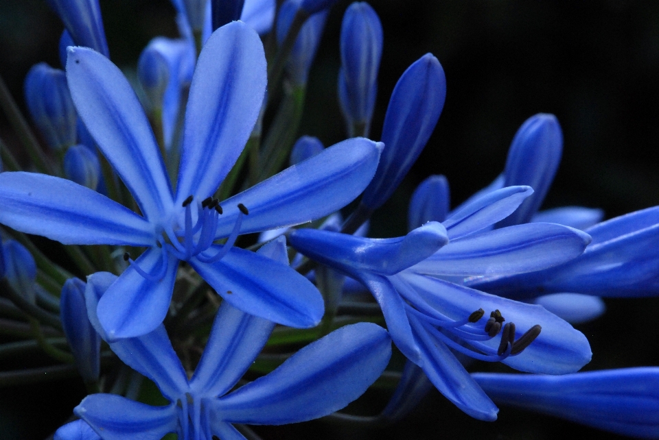 Natura fiore pianta petalo