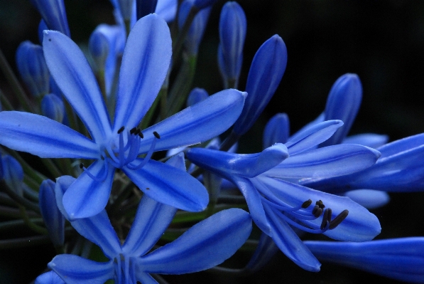 Nature blossom plant flower Photo