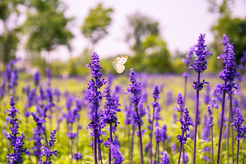 Nature blossom plant field