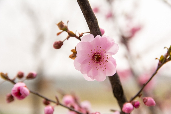 Branch blossom plant fruit Photo