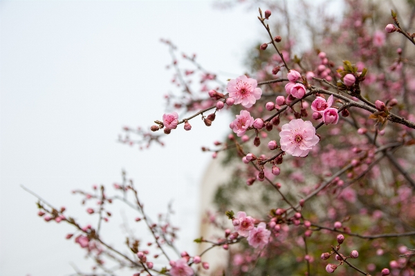 Branch blossom plant flower Photo