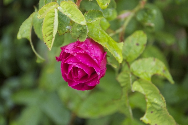 Anlage blatt blume blütenblatt Foto