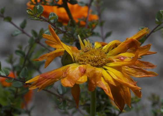 Nature blossom grungy plant Photo