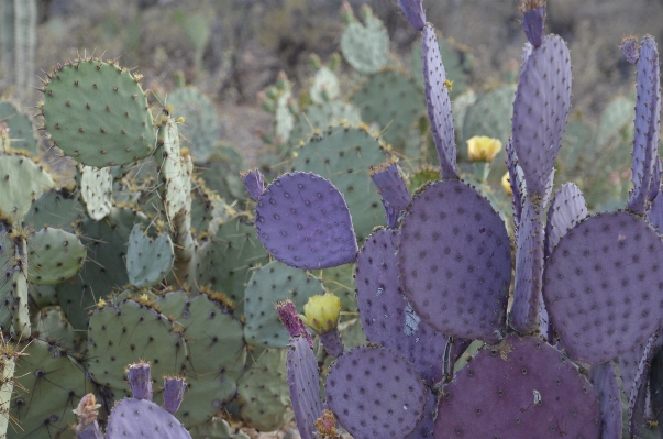 Foto Natureza espinhoso
 cacto
 plantar