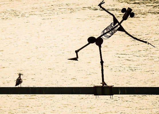 Sea sand silhouette bird Photo