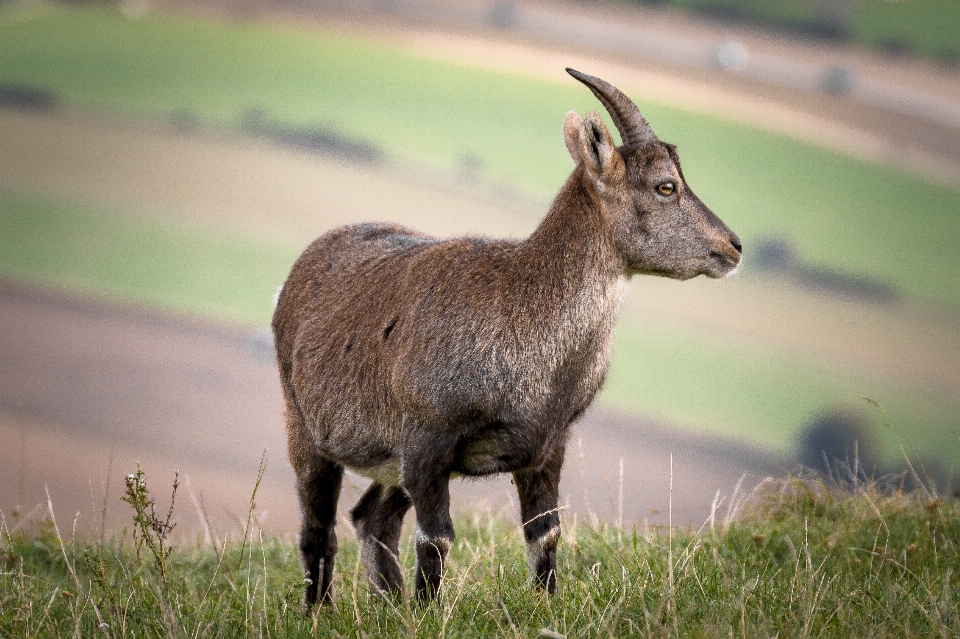 Nature grass meadow animal