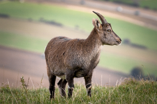 Photo Nature herbe prairie
 animal