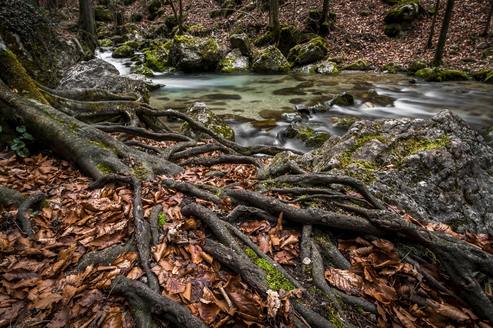 Landscape tree water nature