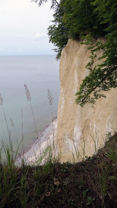 Plaża morze wybrzeże drzewo