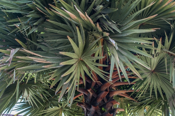 Tree branch plant palm Photo