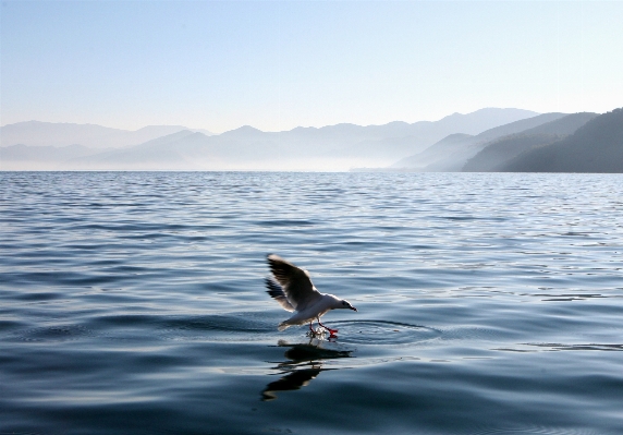 海 海洋 鳥 波 写真