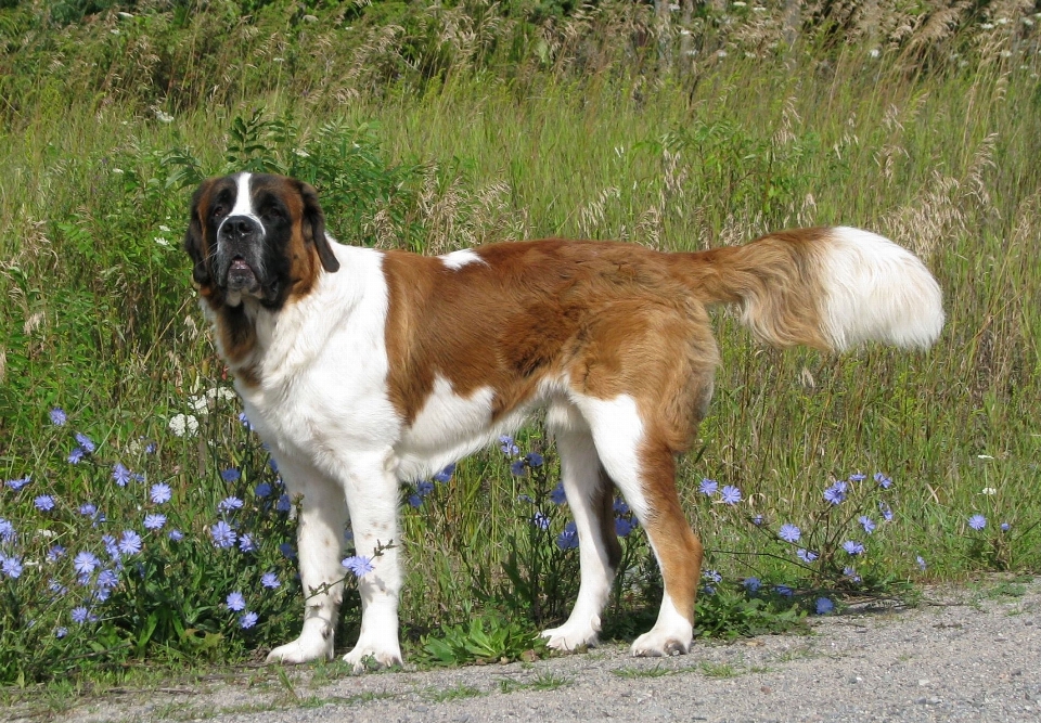 Dog mammal canada vertebrate