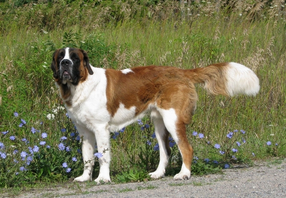 Dog mammal canada vertebrate Photo